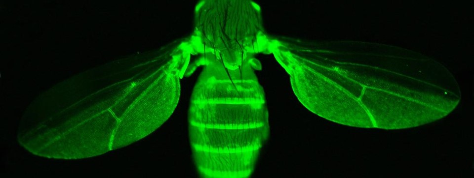 Unravelling tumorigenesis and its pathways with Drosophila as a model organism - Unravelling Tumorigenesis And Its Pathways With Drosophila As A Model Organism - BIYSC